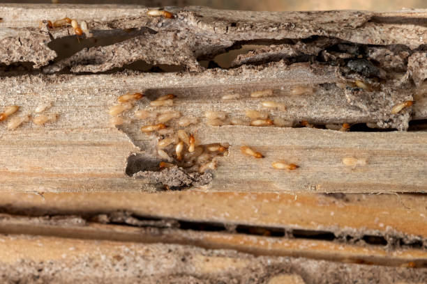 Flea Control Services in Chamberlayne, VA